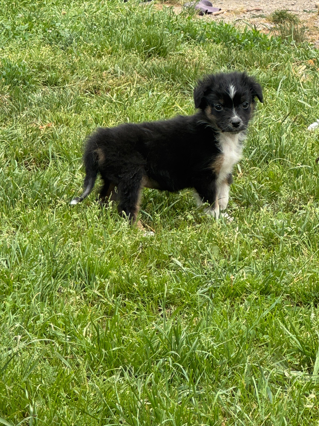 L’Opalyne Des Pierres Précieuses - Chiots disponibles - Berger Australien