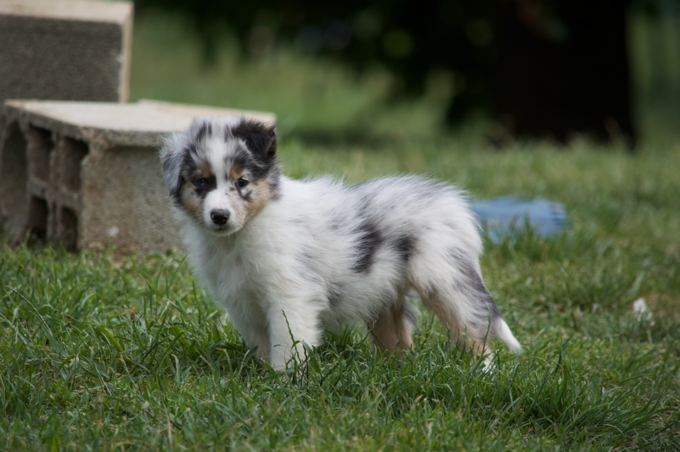L’Opalyne Des Pierres Précieuses - Chiots disponibles - Berger Australien