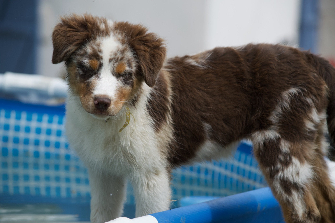 L’Opalyne Des Pierres Précieuses - Chiots disponibles - Berger Australien