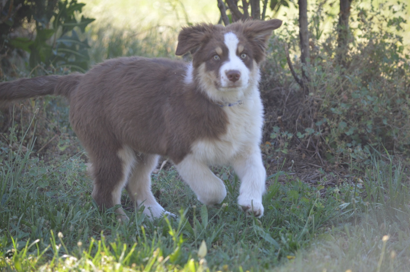 L’Opalyne Des Pierres Précieuses - Chiots disponibles - Berger Australien