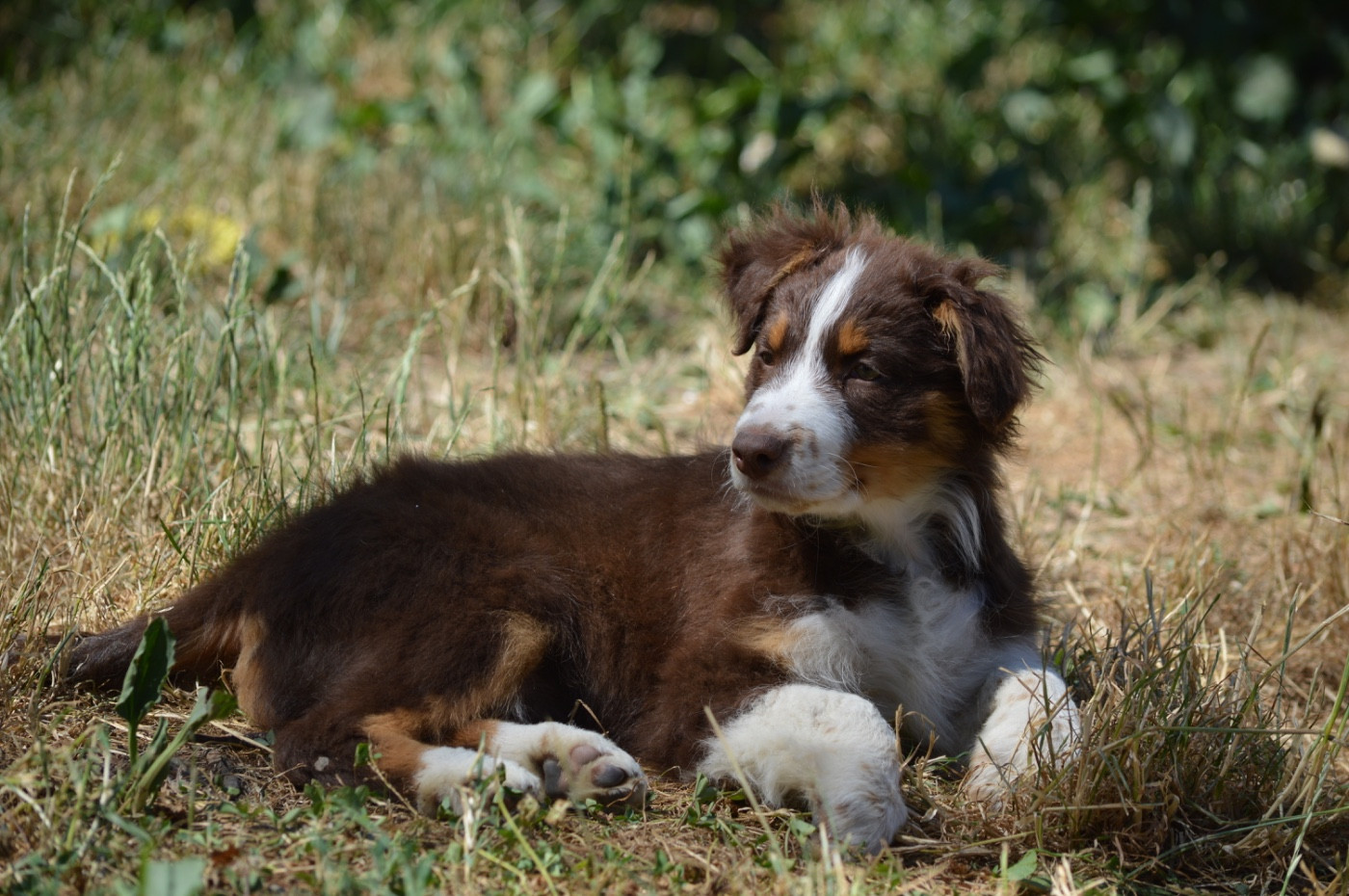 L’Opalyne Des Pierres Précieuses - Chiots disponibles - Berger Australien