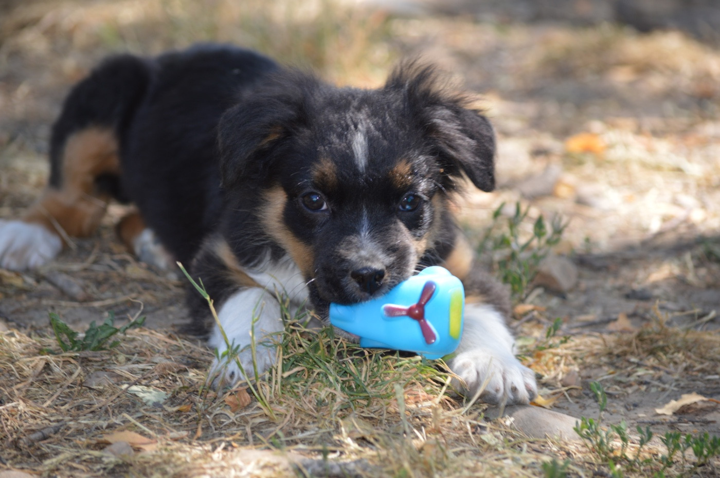 L’Opalyne Des Pierres Précieuses - Chiots disponibles - Berger Australien