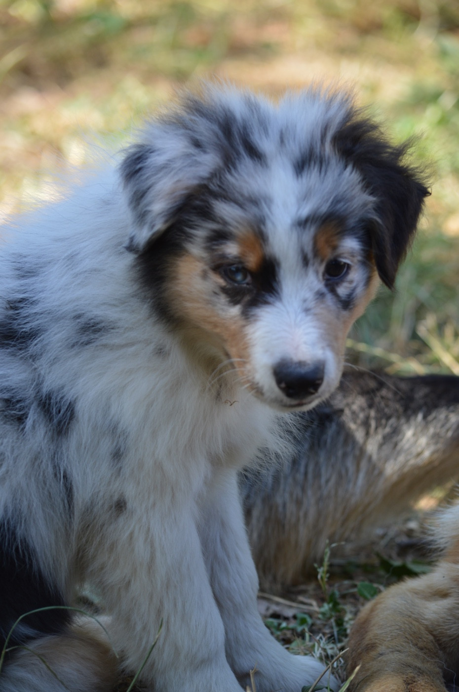 L’Opalyne Des Pierres Précieuses - Chiots disponibles - Berger Australien