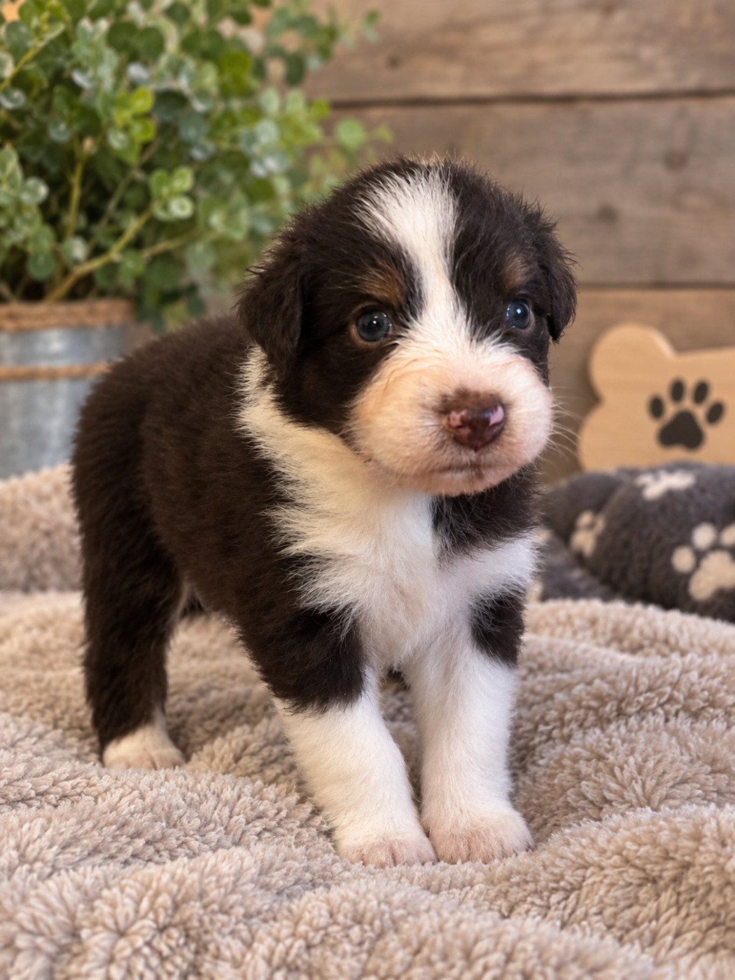 L’Opalyne Des Pierres Précieuses - Chiots disponibles - Berger Australien