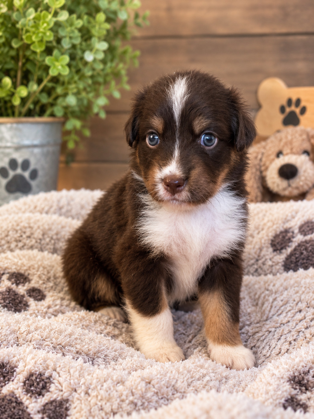 L’Opalyne Des Pierres Précieuses - Chiots disponibles - Berger Australien