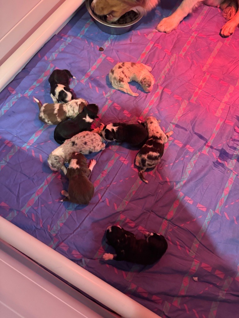 Chiot Berger Australien L’Opalyne Des Pierres Précieuses