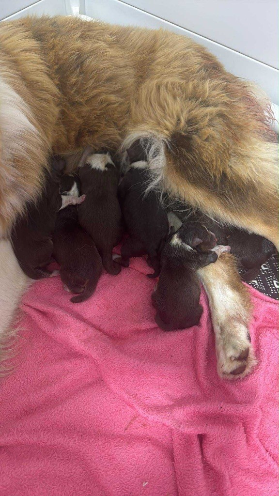 L’Opalyne Des Pierres Précieuses - Berger Australien - Portée née le 01/11/2025