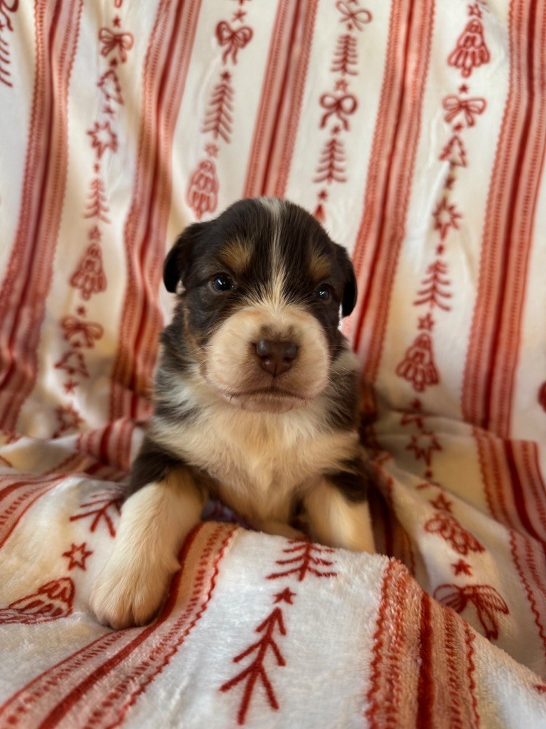 L’Opalyne Des Pierres Précieuses - Chiots disponibles - Berger Australien