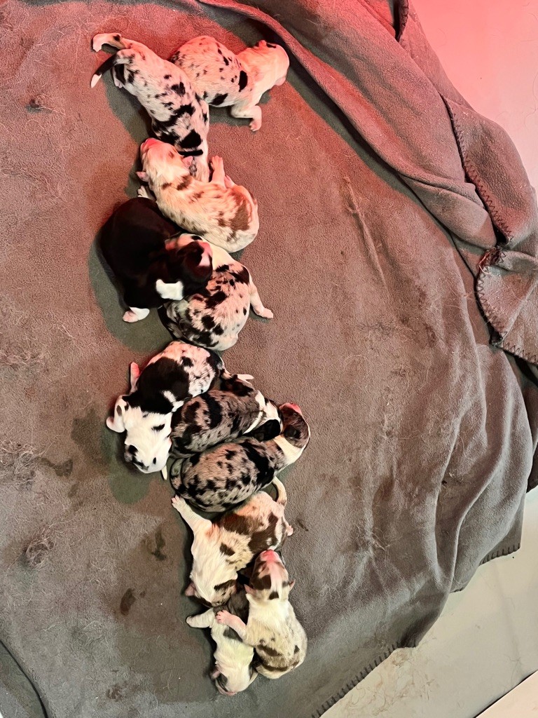 L’Opalyne Des Pierres Précieuses - Berger Australien - Portée née le 20/02/2022