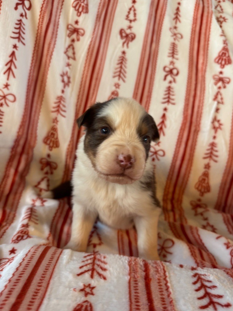 L’Opalyne Des Pierres Précieuses - Chiots disponibles - Berger Australien