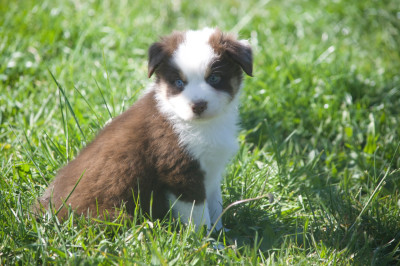 Berlioz