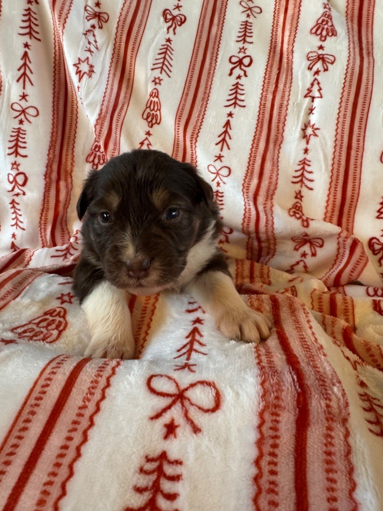 L’Opalyne Des Pierres Précieuses - Chiots disponibles - Berger Australien