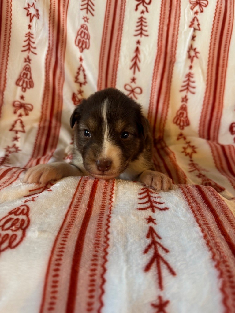 L’Opalyne Des Pierres Précieuses - Chiots disponibles - Berger Australien