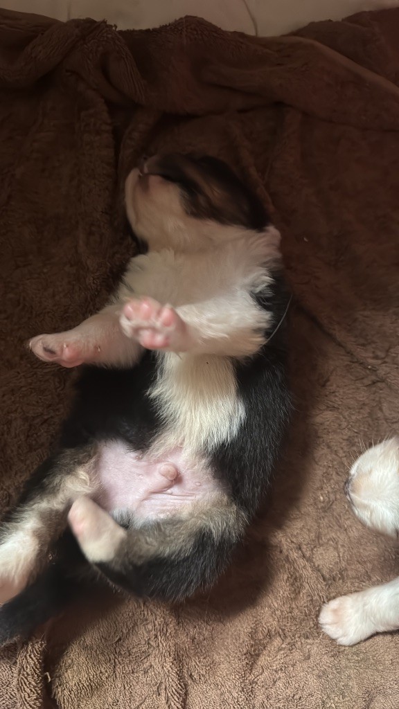 L’Opalyne Des Pierres Précieuses - Chiots disponibles - Berger Australien