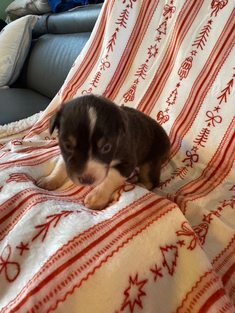 L’Opalyne Des Pierres Précieuses - Chiots disponibles - Berger Australien