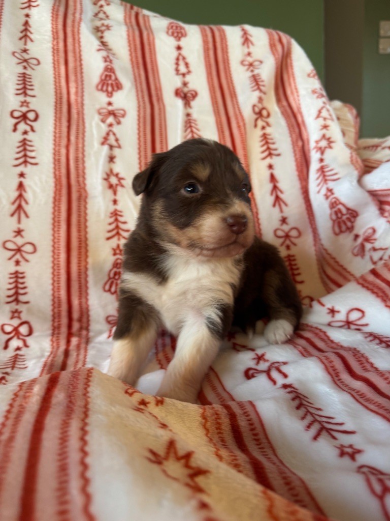 L’Opalyne Des Pierres Précieuses - Chiots disponibles - Berger Australien